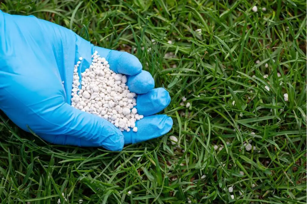 Applying Fertilizer to Bermuda Grass | What is the best fertilizer for bermuda grass