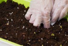 Best Potting Soil for Vegetables for Beginners