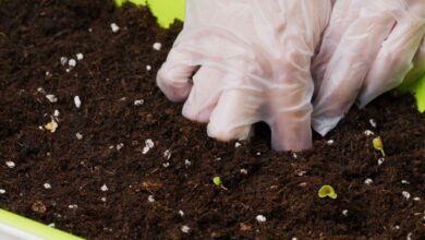 Best Potting Soil for Vegetables for Beginners