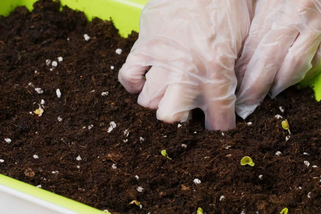 Best Potting Soil for Vegetables for Beginners