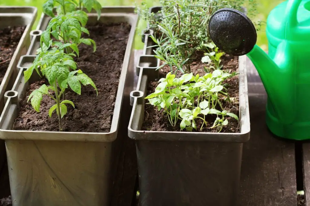 How do you use potting soil to grow vegetables | Potting Soil for Vegetables