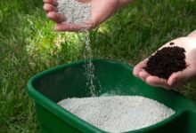 How to Choose the Best Fertilizer for Bermuda Grass