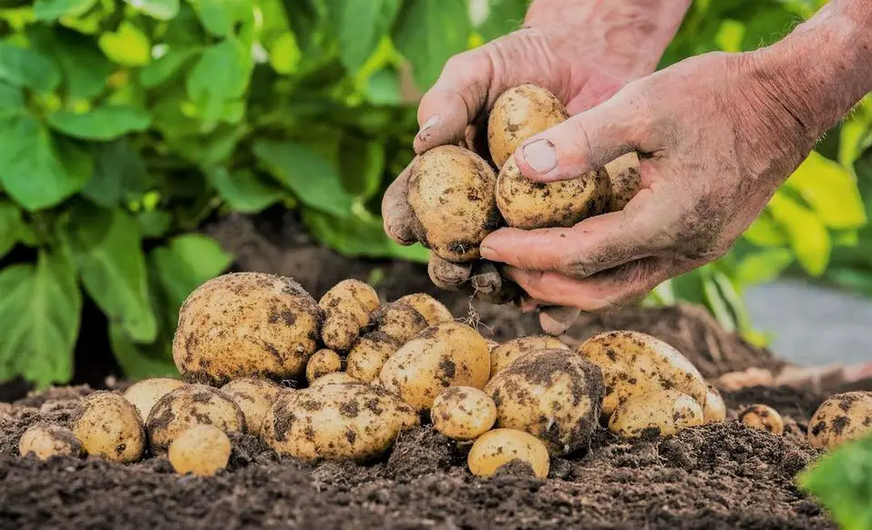 Person picking up Melody potatoes from the ground.