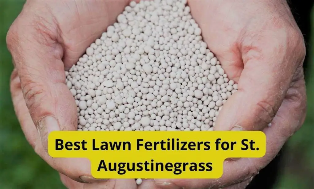 Person holding a handful of fertilizer for St. Augustine grass | Fertilizer for st augustinegrass