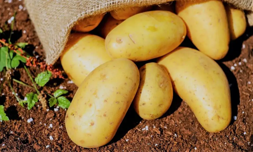 Bag of potatoes on the ground