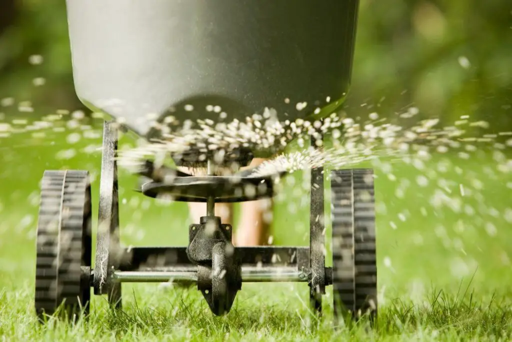 Troubleshooting Bermuda grass Fertilizer Problems