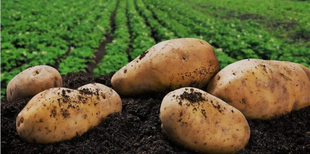 Pile of potatoes on dirt.