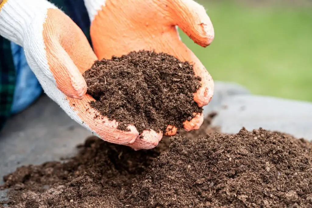 Troubleshooting the most common issues with potting soil