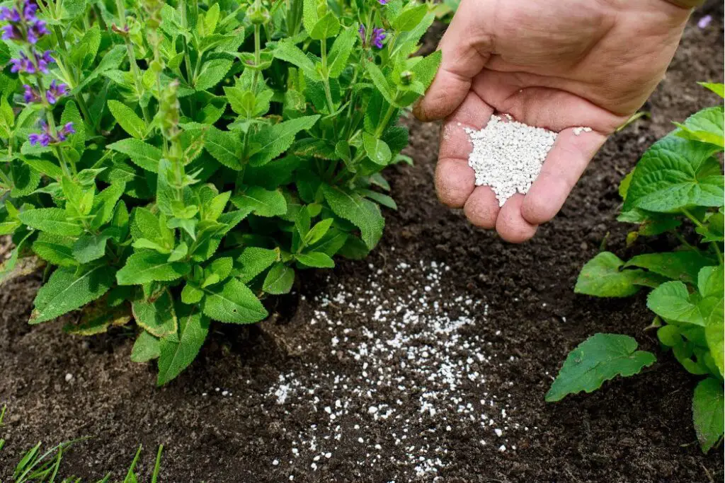 A person spreading fertilizer on a flower bed | Best fertilizer for potatoes