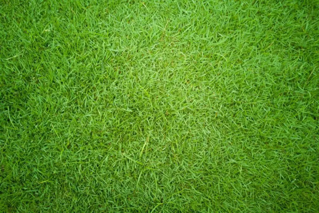 What is Bermuda Grass | Best Fertilizer for Bermuda Grass