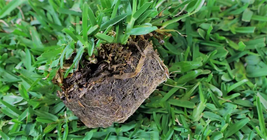 Piece of St. Augustine grass seed | St. augustine fertilizer