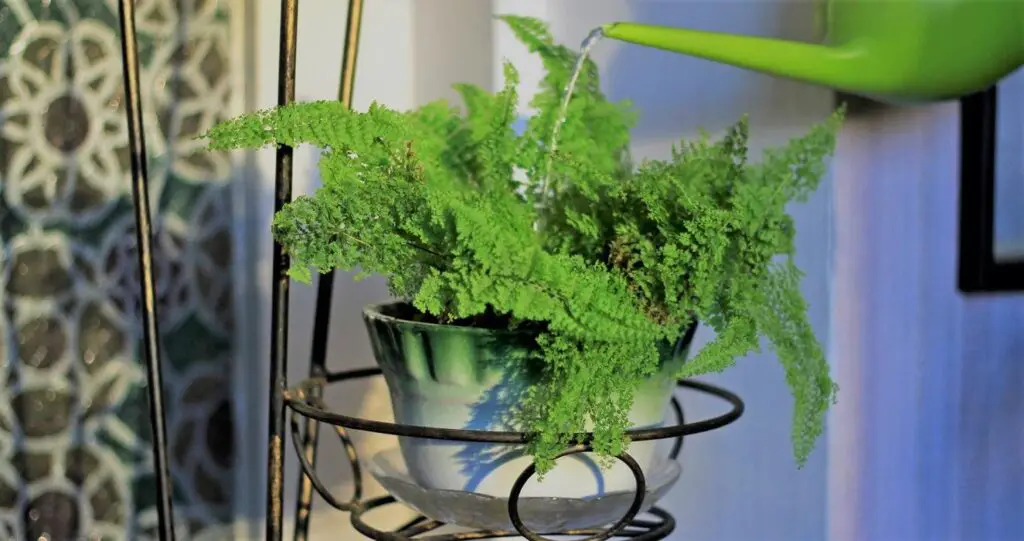 Benefits of Epsom Salt for Ferns | Epsom salts for ferns