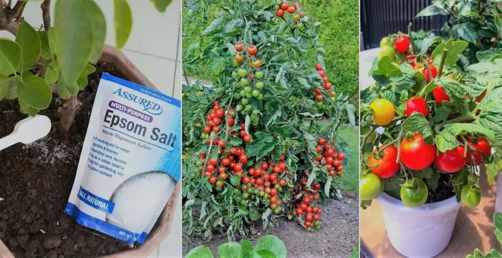 Benefits of Epsom Salt for Tomatoes |
Epsom salt for tomato plants