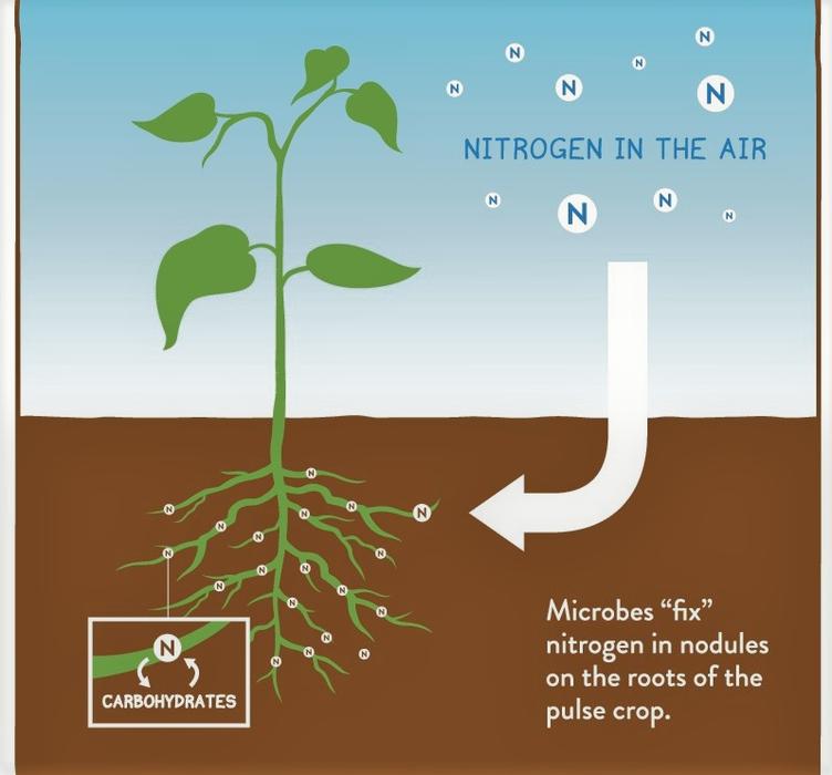 Benefits of Using High Nitrogen Fertilizer