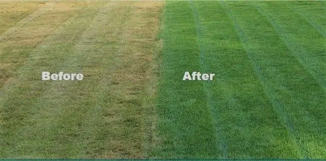 Benefits of Using Lawn Starter Fertilizer