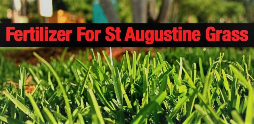 Best Fertilizer for St Augustine Grass