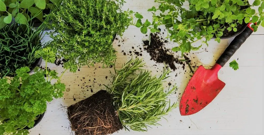 Best Potting Soil Brands for Herbs | Soil for potted herbs