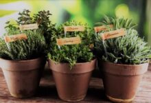 Best Potting Soil for Herbs for Your Garden