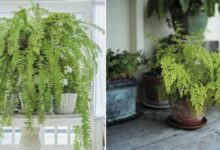 Epsom Salt for Ferns The Secret to Lush, Green Growth