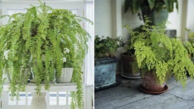 Epsom Salt for Ferns The Secret to Lush, Green Growth