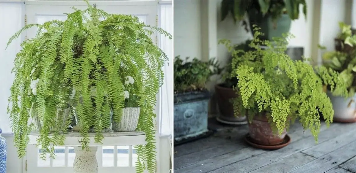 Epsom Salt for Ferns The Secret to Lush, Green Growth