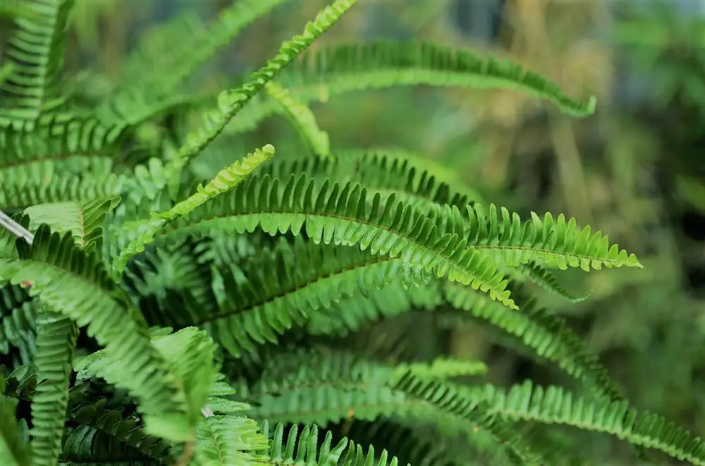 How Much Epsom Salt to Use for Ferns | Is epsom salt good for ferns