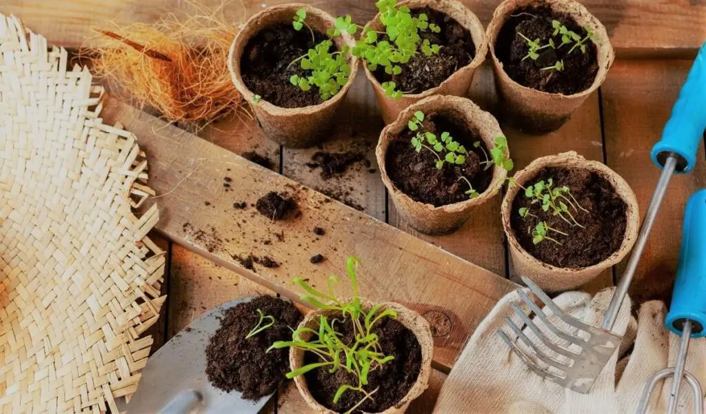 How to Choose the Best Potting Soil for Your Herbs | Best soil for herbs in pots