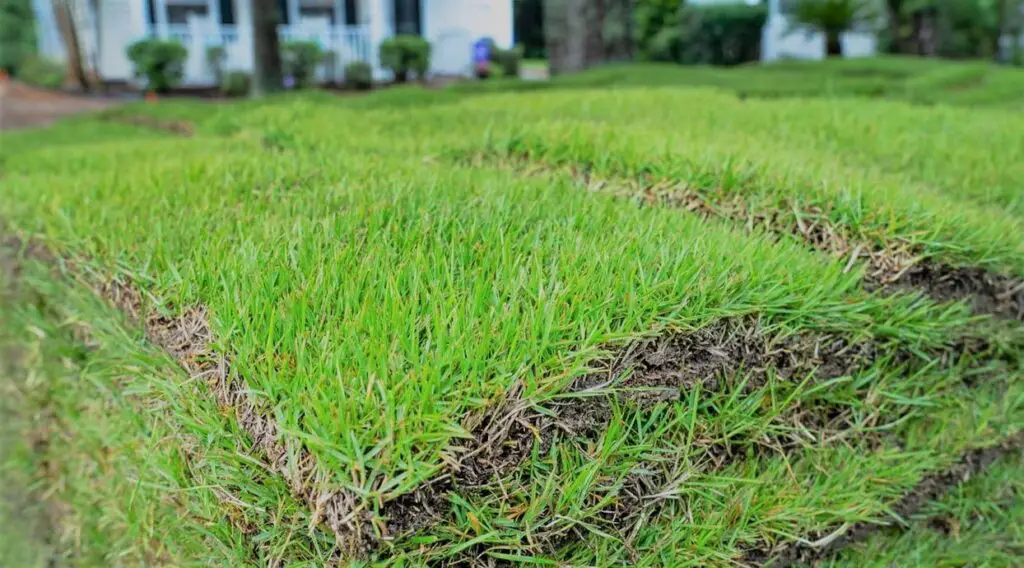 How to Choose the Right Fertilizer for New Sod | Fertilizing sod lawn 