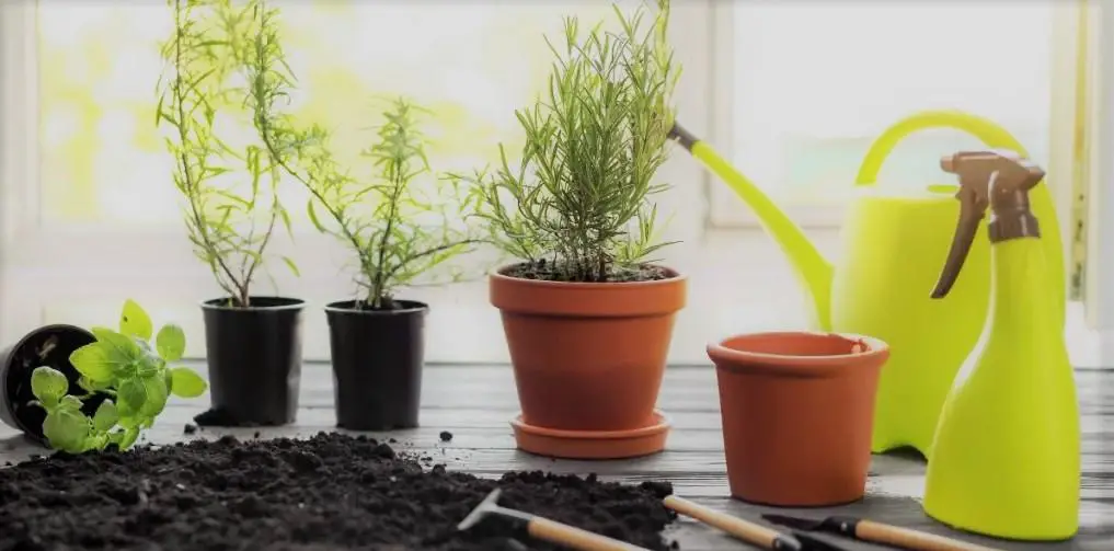 How to Make Your Own Potting Soil for Herbs | Best soil for potted herbs