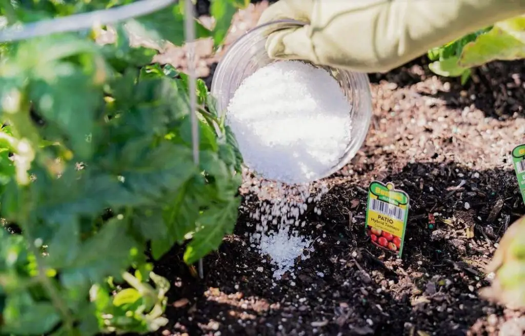 How to Use Epsom Salt for Tomatoes | Epsom salts for tomatoes