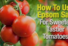 How to Use Epsom Salt for Tomatoes Comprehensive Guide