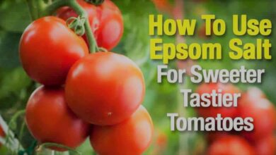 How to Use Epsom Salt for Tomatoes Comprehensive Guide