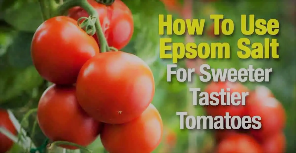 How to Use Epsom Salt for Tomatoes Comprehensive Guide