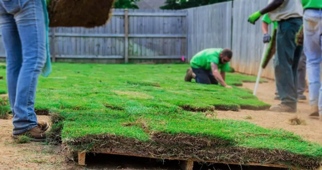 Tips for Fertilizing New Sod | Can i put fertilizer on new sod