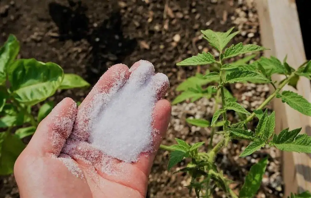 Tips for Using Epsom Salt for Tomatoes | Is epsom salt good for tomato plants 