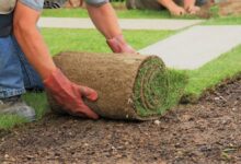 Top Fertilizer for New Sod How to Choose and Apply the Right One