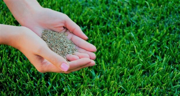 Why is Lawn Starter Fertilizer Important