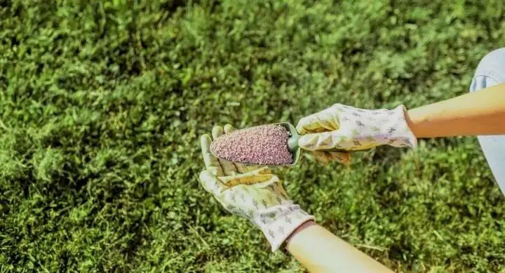 Why is it Important to Fertilize New Sod | Best fertilizer for new sod