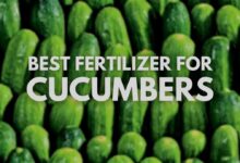 Best Fertilizer for Cucumbers A Complete Guide