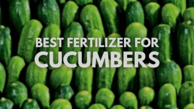 Best Fertilizer for Cucumbers A Complete Guide