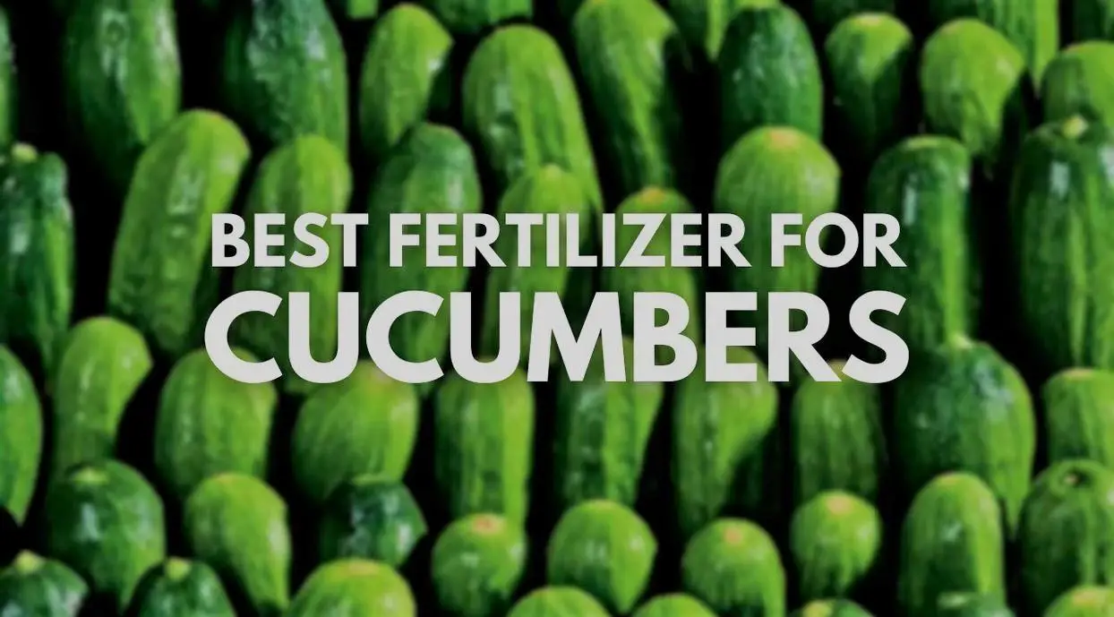 Best Fertilizer for Cucumbers A Complete Guide