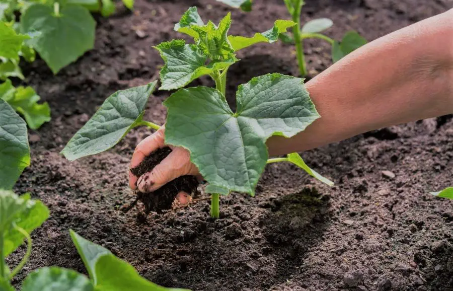 Good fertilizer for cucumbers | How to Fertilize Cucumbers