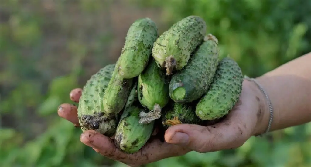 When to Fertilize Cucumbers