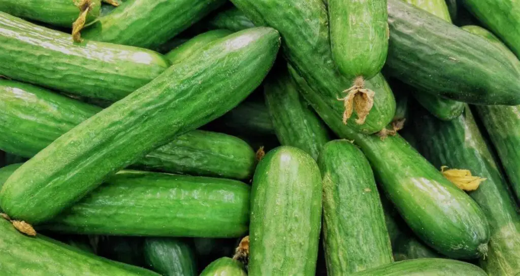 Why Is It Important to Fertilize Cucumbers | Best fertilizer for cucumber